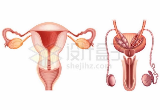 男性和女性生殖器官性器官内部结构解剖图7056105矢量图片免抠素材