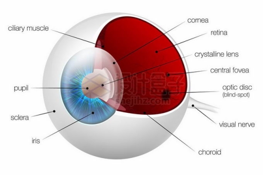 人类眼球的内部结构解剖图5279283矢量图片免抠素材免费下载