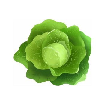 绿色的包菜甘蓝椰菜卷心菜美味蔬菜7754349免抠图片素材