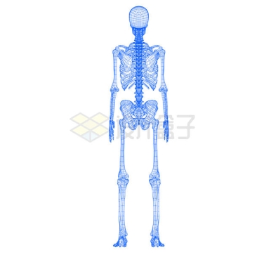 正面人体骨骼结构线条蓝图7804436矢量图片免抠素材