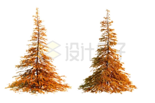 秋天的两棵黄色大树落叶树雪松3315101PSD免抠图片素材
