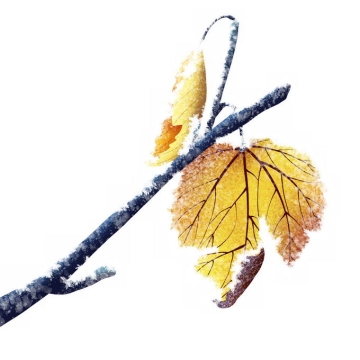 深秋霜降的树枝和黄色树叶4709684png免抠图片素材