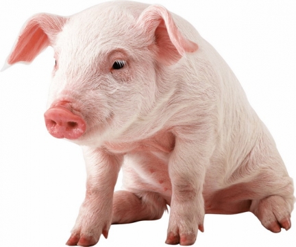 坐着的可爱家猪小猪大白猪127550png图片素材