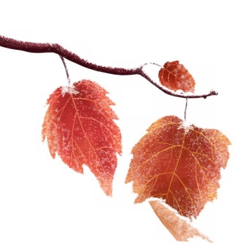深秋霜降的树枝和红色树叶5905255png免抠图片素材