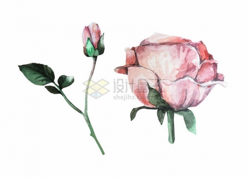鲜艳的玫瑰花水彩花卉鲜花插画png图片免抠矢量素材