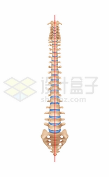 一根笔直的人类脊椎脊柱骨人体器官组织2088375矢量图片免抠素材