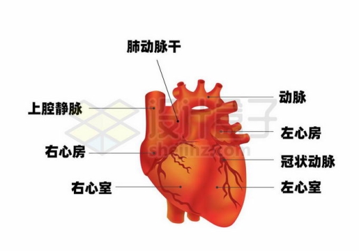 心脏内部结构解剖图7410479矢量图片免抠素材