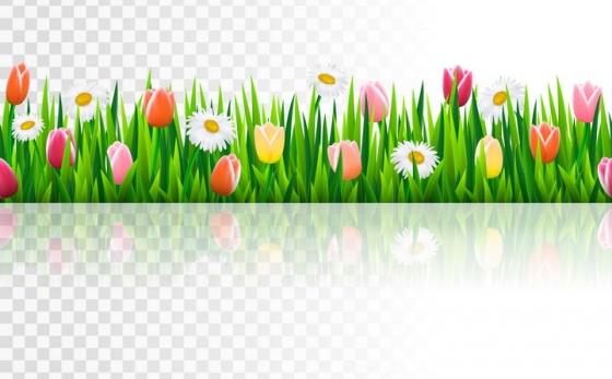 盛开了白色金盏花和粉色郁金香花朵的绿色草丛图片免抠矢量素材