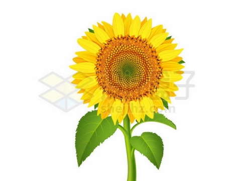 一棵向日葵花朵2576456矢量图片免抠素材