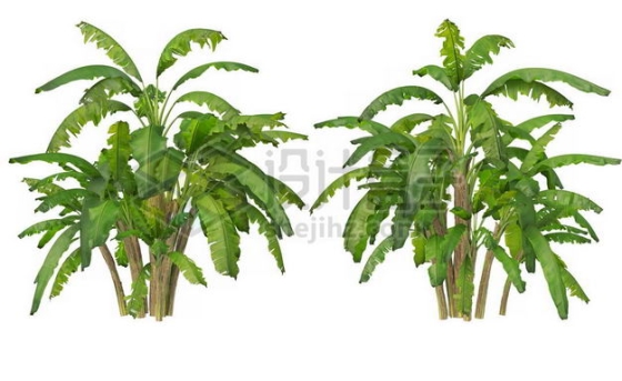 两丛郁郁葱葱的芭蕉树绿植园林植被观赏植物8452169图片免抠素材