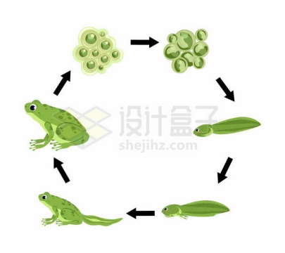 青蛙的生命周期：从受精卵到小蝌蚪到青蛙生物课插画9337001矢量图片免抠素材免费下载