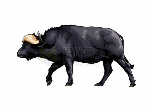 一只浑身黑色的水牛老牛3235008矢量图片免抠素材免费下载