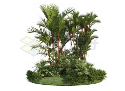 草地灌木丛上的红杆槟榔观赏植物7754034PSD免抠图片素材