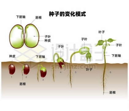 发芽生长的豆子种子变化模式示意图3583248矢量图片免抠素材