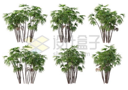六丛郁郁葱葱的多裂棕竹绿植园林植被观赏植物4395978图片免抠素材