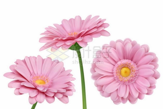 3朵粉红色的非洲菊美丽花朵8359112矢量图片免抠素材