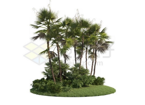 草地灌木丛上的棕榈树园林绿植观赏植物2350638PSD免抠图片素材