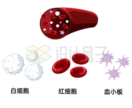红细胞和白细胞的特征图片