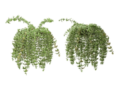 两款3D渲染的吊兰绿植观赏植物762921免抠图片素材