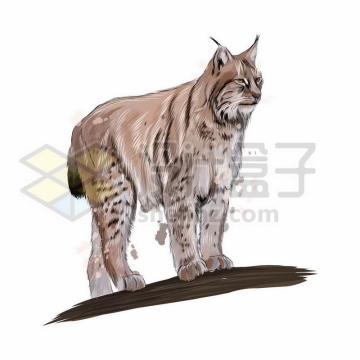 猞猁山猫之野生动物手绘插画4803961矢量图片免抠素材