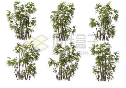 六丛郁郁葱葱的多裂棕竹绿植园林植被观赏植物3344388图片免抠素材