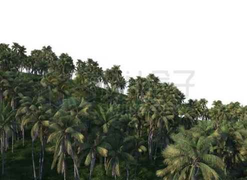 漫山遍野的椰子树大树热带雨林大森林1178874PSD免抠图片素材
