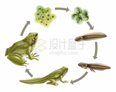 青蛙的生命周期：从受精卵到蝌蚪到成年生物课插画6040872矢量图片免抠素材免费下载