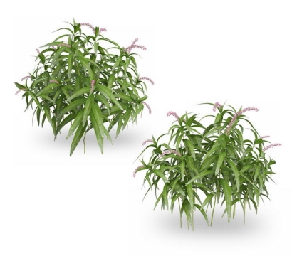 两款3D渲染的开花的小叶罗汉松绿植观赏植物756521免抠图片素材