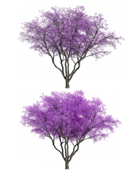 两款3D渲染的蓝花楹紫色大树绿植观赏植物1116776png图片免抠素材
