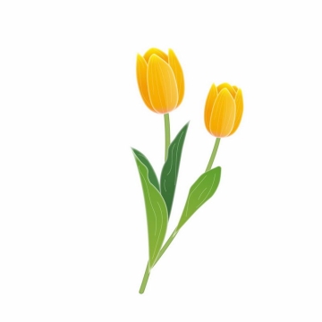 郁金香黄色花朵手绘插画3534459AI矢量图片免抠素材