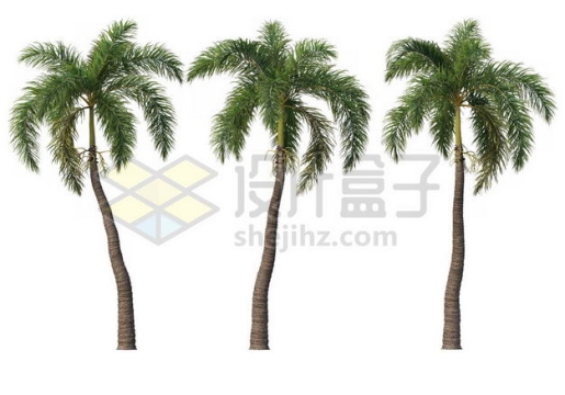 三棵郁郁葱葱的王棕大王椰子树绿植园林植被观赏植物4082915图片免抠素材