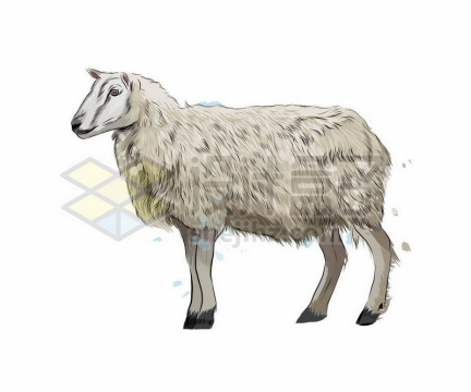 绵羊之动物手绘插画1973530矢量图片免抠素材