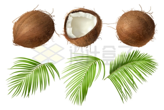 撬开的椰子壳美味水果和椰子树叶2833233矢量图片免抠素材