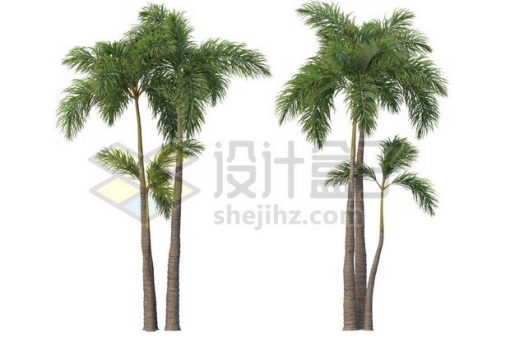 两棵郁郁葱葱的王棕大王椰子树绿植园林植被观赏植物4889950图片免抠素材