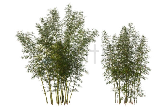 2款竹林竹子观赏植物7026124PSD免抠图片素材