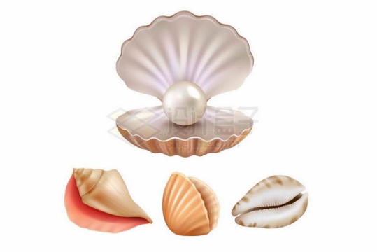 张开的贝壳中露出大大的珍珠和各种美丽贝壳3926590矢量图片免抠素材