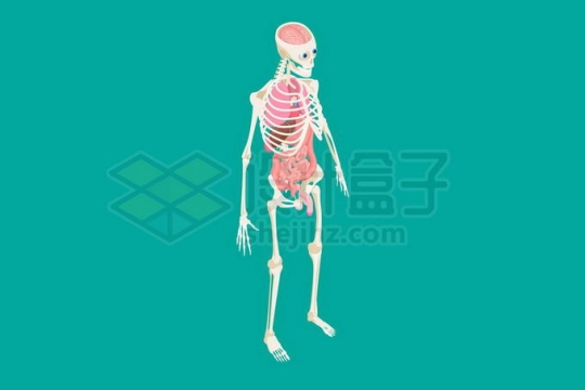 2.5D风格人体解剖图内脏器官和骨架骨骼结构2005141矢量图片免抠素材