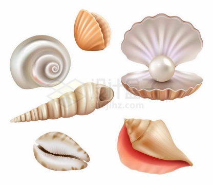 带珍珠的贝壳各种海螺海底生物8527910矢量图片免抠素材