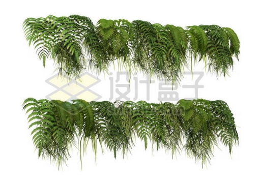 两款各种热带树叶蕨类叶子装饰9106721图片免抠素材