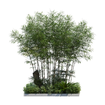 花园花圃种植的竹林竹子观赏植物2265495PSD免抠图片素材