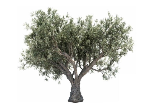 一棵3D渲染的白皮松绿色大树盆栽植物盆景853604免抠图片素材
