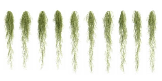 十款3D渲染的老人须松萝铁兰松萝凤梨盆栽绿植观赏植物223159免抠图片素材