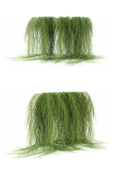 两款3D渲染的浓密的老人须松萝铁兰松萝凤梨盆栽绿植观赏植物424369免抠图片素材