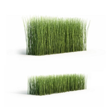 两款3D渲染的木贼观叶植物绿植观赏植物9586211png图片免抠素材
