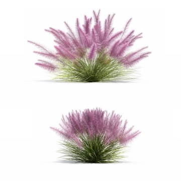 两款3D渲染的粉黛乱子草草丛绿植观赏植物7530301png图片免抠素材