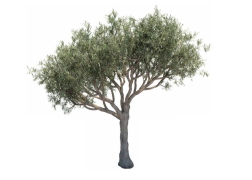 一棵3D渲染的木犀榄绿色大树盆栽植物盆景543361免抠图片素材