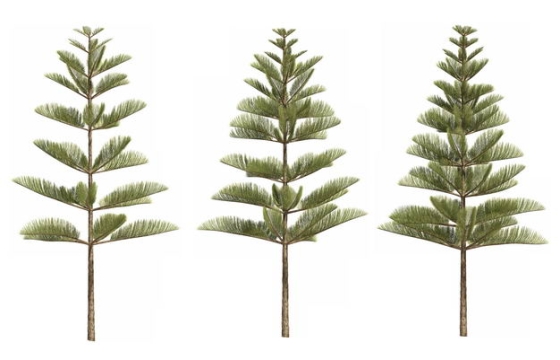 三棵3D渲染的南洋杉绿色大树盆栽植物盆景408490免抠图片素材