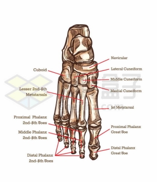 手绘足部骨骼脚骨人体骨骼素描插画2316553矢量图片免抠素材