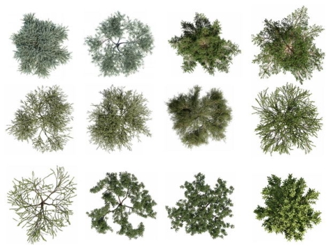 十二款3D渲染的绿色大树和树枝观赏植物891174免抠图片素材