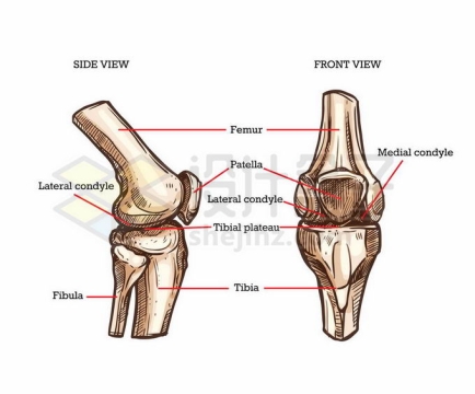 手绘膝盖骨骼膝关节人体骨骼素描插画5288281矢量图片免抠素材
